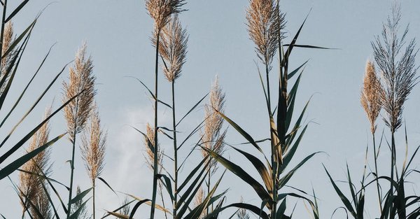 Quelle est la forme d'entreprise la plus courante en France ?